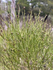 Baccharis angustifolia