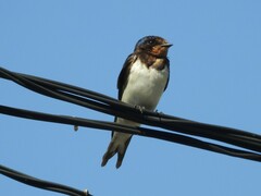 Hirundo rustica gutturalis