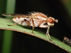 Helosciomyza