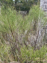 Baccharis angustifolia