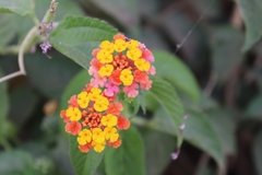 Lantana horrida
