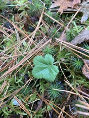 Potentilla canadensis