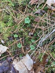 Potentilla canadensis