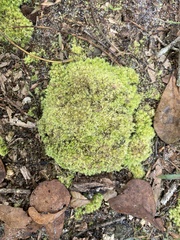 Leucobryum