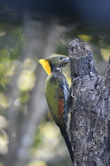 Chrysophlegma flavinucha