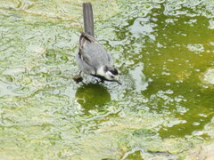 Motacilla alba