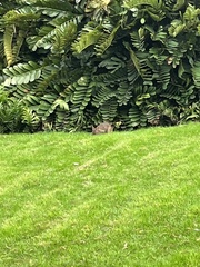 Oryctolagus cuniculus