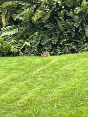 Oryctolagus cuniculus