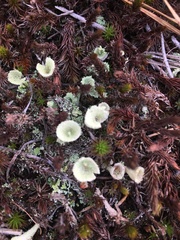 Cladonia pleurota