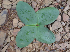 Brunsvigia bosmaniae