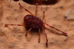 Callidosomatinae