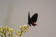 Mimoides ilus occiduus