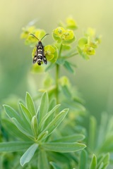 Chamaesphecia tenthrediniformis