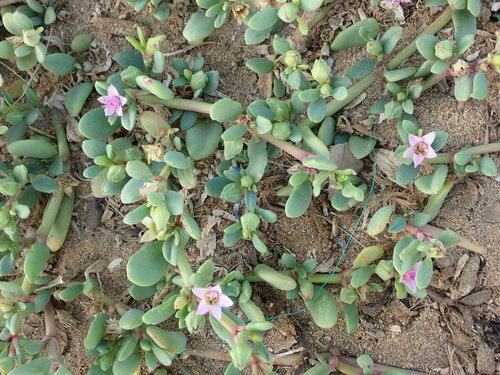 Sesuvium portulacastrum image