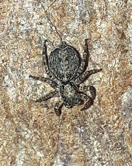 Saitis variegatus