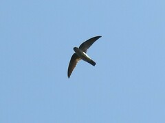 Aerodramus germani