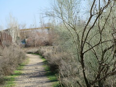 Carduelis carduelis