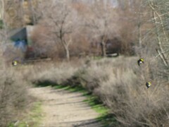 Carduelis carduelis