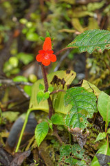 Kohleria inaequalis