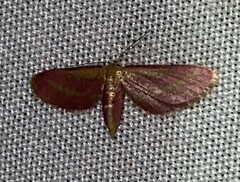 Leptostales laevitaria