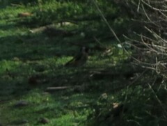 Carduelis carduelis