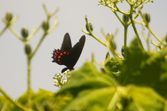 Mimoides ilus occiduus