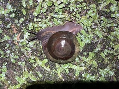 Caracolus caracolla