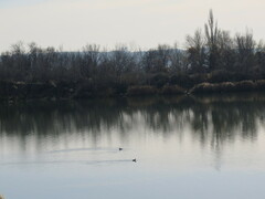 Podiceps cristatus