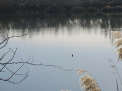 Podiceps cristatus
