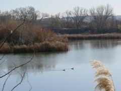 Podiceps cristatus