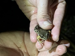 Leptodactylus albilabris