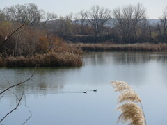 Podiceps cristatus
