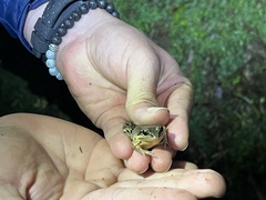Leptodactylus albilabris
