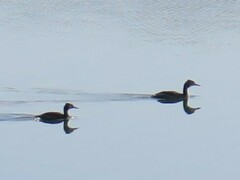Podiceps cristatus