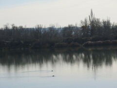 Podiceps cristatus