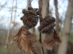 Eriosoma lanuginosum