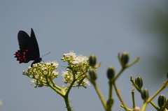 Mimoides ilus occiduus