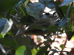 Iole propinqua