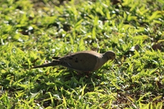 Zenaida macroura carolinensis