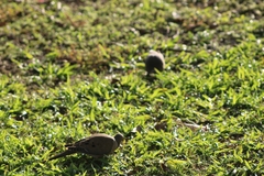 Zenaida macroura carolinensis