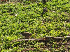 Zenaida macroura carolinensis