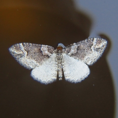 Catarhoe basochesiata