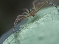 Oxyopes shweta