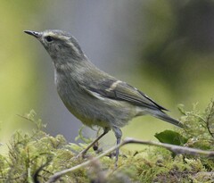 Phylloscopus pulcher