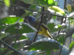 Culicicapa ceylonensis