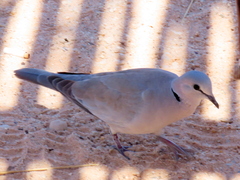 Streptopelia capicola damarensis