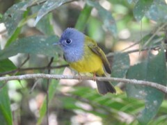 Culicicapa ceylonensis