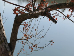 Gallinula chloropus