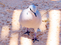 Streptopelia capicola damarensis