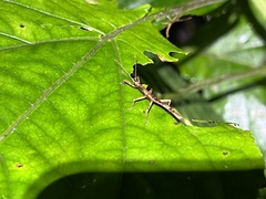 Lamponius portoricensis